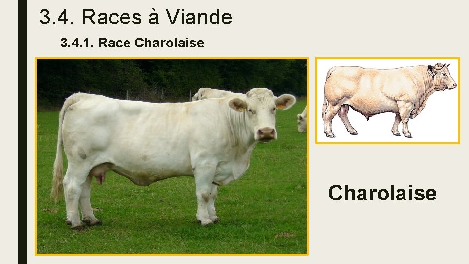 3. 4. Races à Viande 3. 4. 1. Race Charolaise 