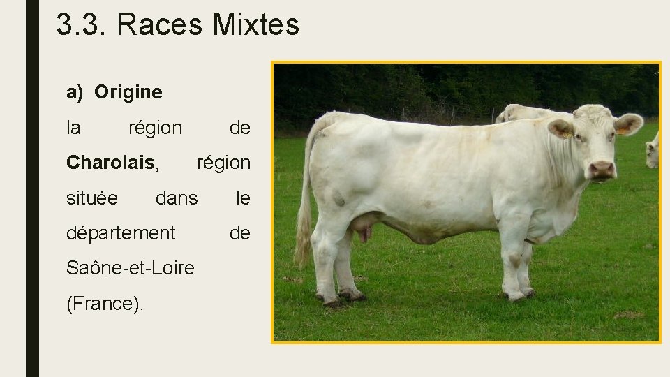 3. 3. Races Mixtes a) Origine la région Charolais, située région dans département Saône-et-Loire