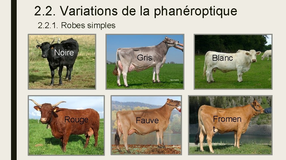 2. 2. Variations de la phanéroptique 2. 2. 1. Robes simples Noire Rouge Gris