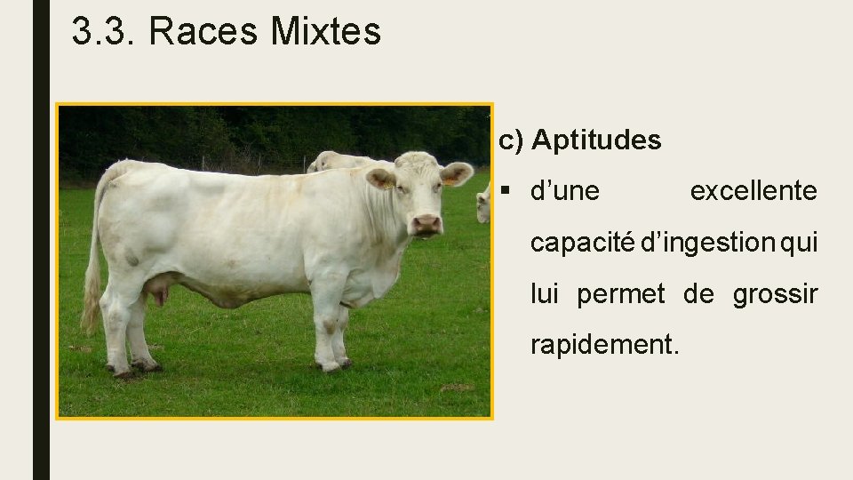 3. 3. Races Mixtes c) Aptitudes § d’une excellente capacité d’ingestion qui lui permet