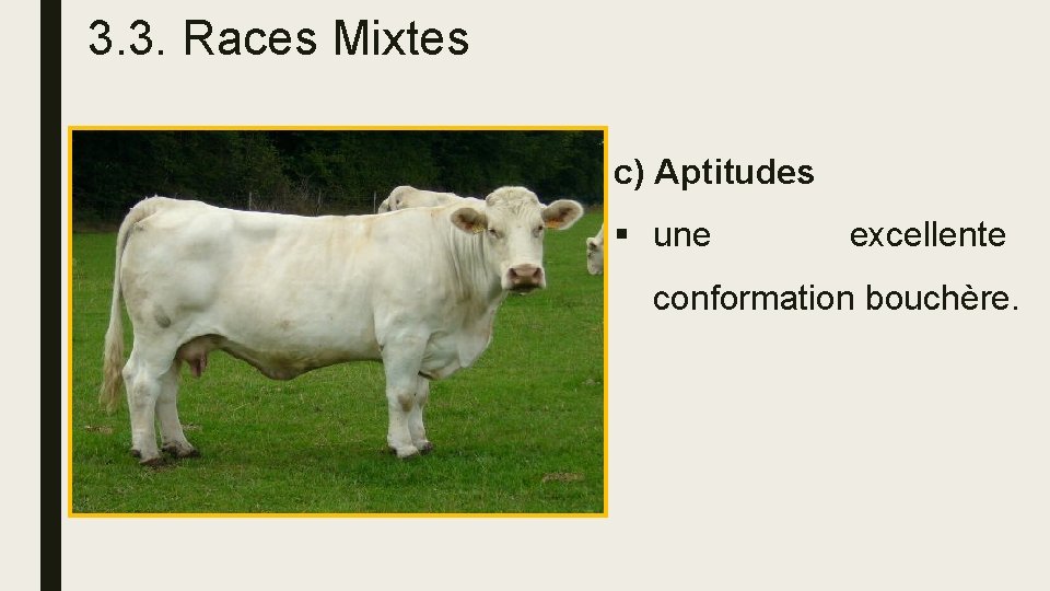 3. 3. Races Mixtes c) Aptitudes § une excellente conformation bouchère. 