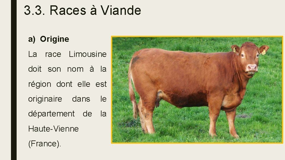 3. 3. Races à Viande a) Origine La race Limousine doit son nom à