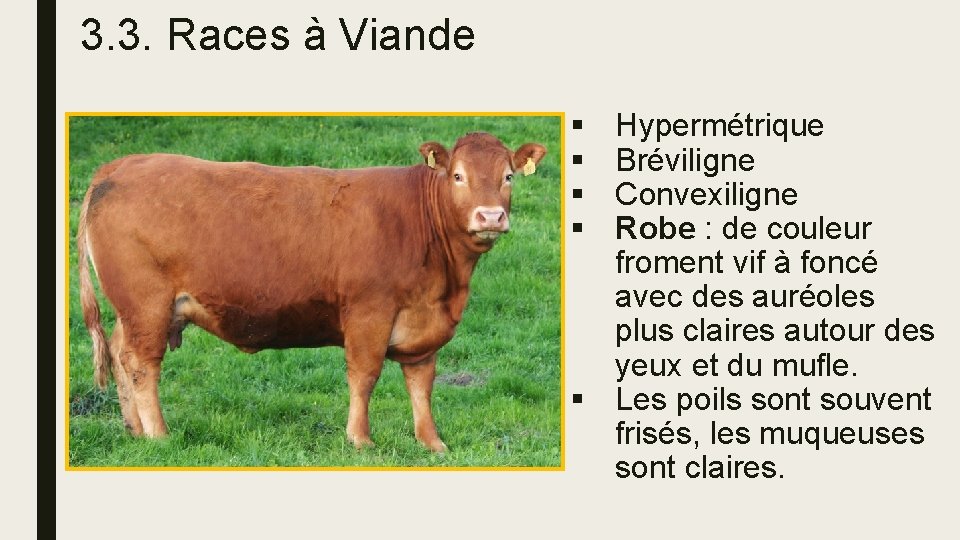 3. 3. Races à Viande § § Hypermétrique Bréviligne Convexiligne Robe : de couleur