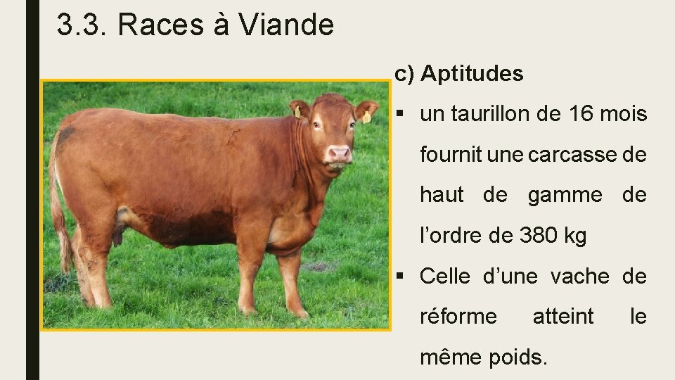 3. 3. Races à Viande c) Aptitudes § un taurillon de 16 mois fournit