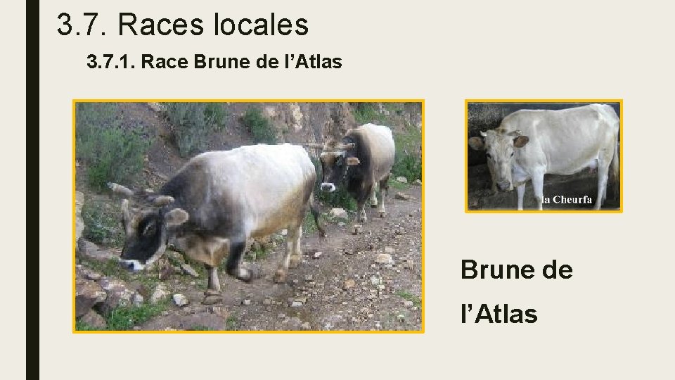 3. 7. Races locales 3. 7. 1. Race Brune de l’Atlas 