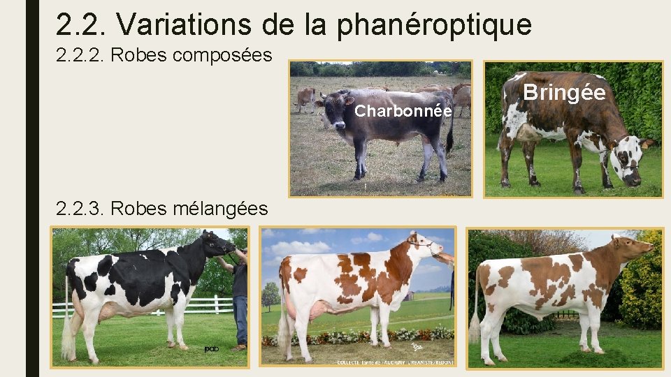 2. 2. Variations de la phanéroptique 2. 2. 2. Robes composées Charbonnée 2. 2.