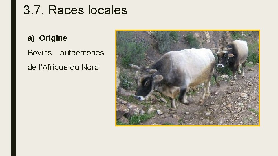 3. 7. Races locales a) Origine Bovins autochtones de l’Afrique du Nord 