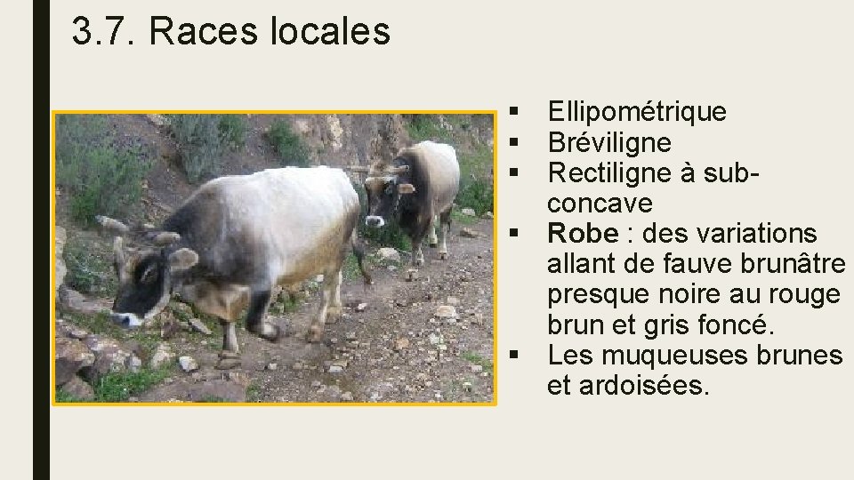 3. 7. Races locales § Ellipométrique § Bréviligne § Rectiligne à subconcave § Robe