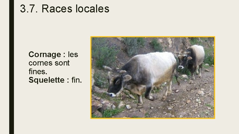 3. 7. Races locales Cornage : les cornes sont fines. Squelette : fin. 