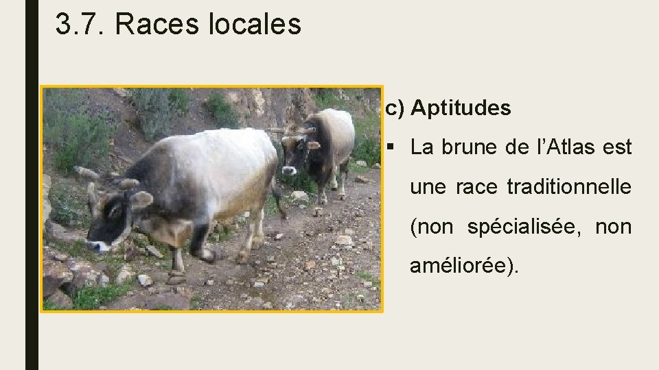 3. 7. Races locales c) Aptitudes § La brune de l’Atlas est une race