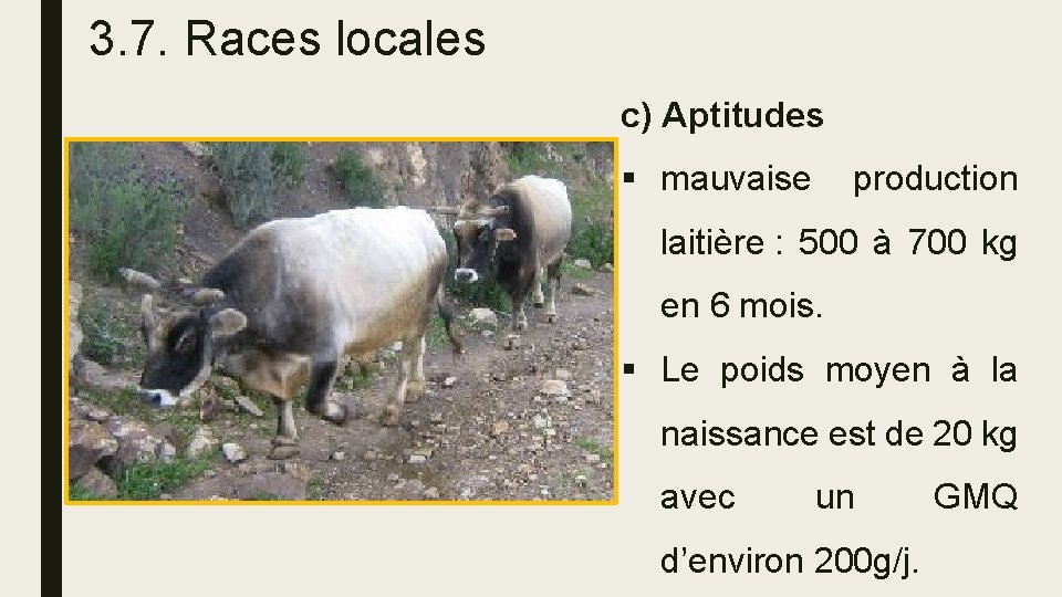3. 7. Races locales c) Aptitudes § mauvaise production laitière : 500 à 700