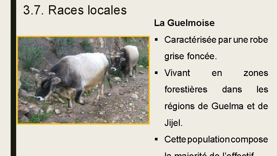 3. 7. Races locales La Guelmoise § Caractérisée par une robe grise foncée. §