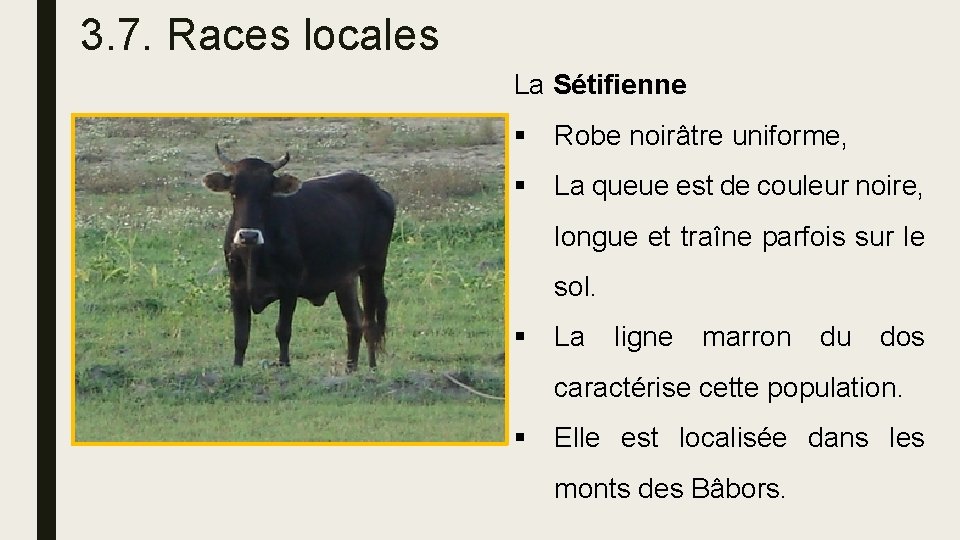 3. 7. Races locales La Sétifienne § Robe noirâtre uniforme, § La queue est