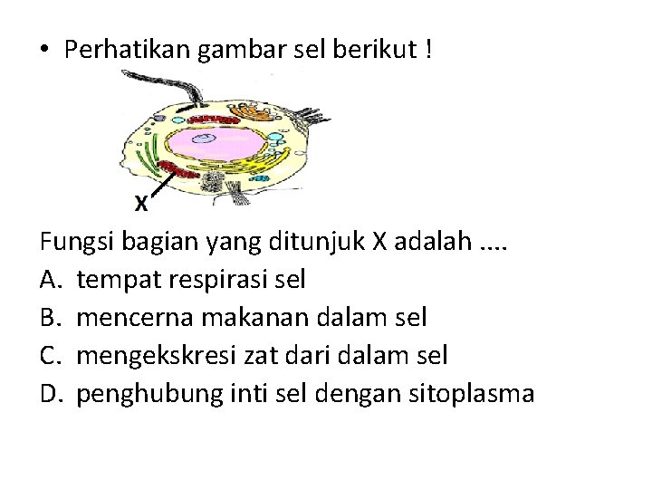  • Perhatikan gambar sel berikut ! Fungsi bagian yang ditunjuk X adalah. .