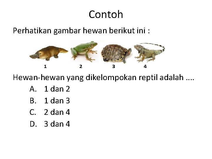 Contoh Perhatikan gambar hewan berikut ini : Hewan hewan yang dikelompokan reptil adalah. .