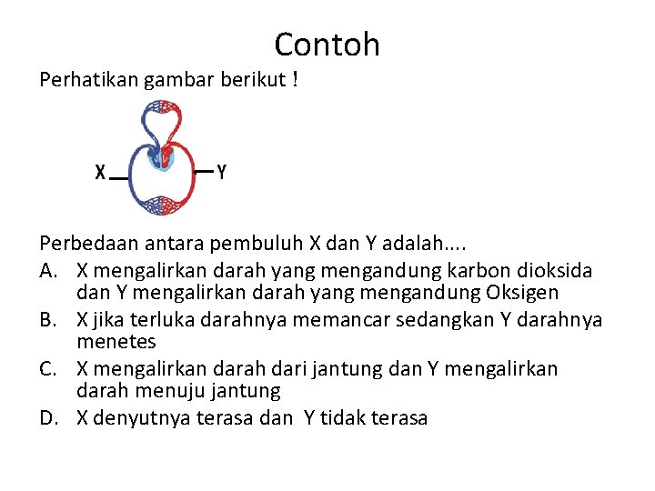 Contoh Perhatikan gambar berikut ! Perbedaan antara pembuluh X dan Y adalah. . A.