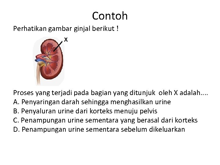 Contoh Perhatikan gambar ginjal berikut ! Proses yang terjadi pada bagian yang ditunjuk oleh