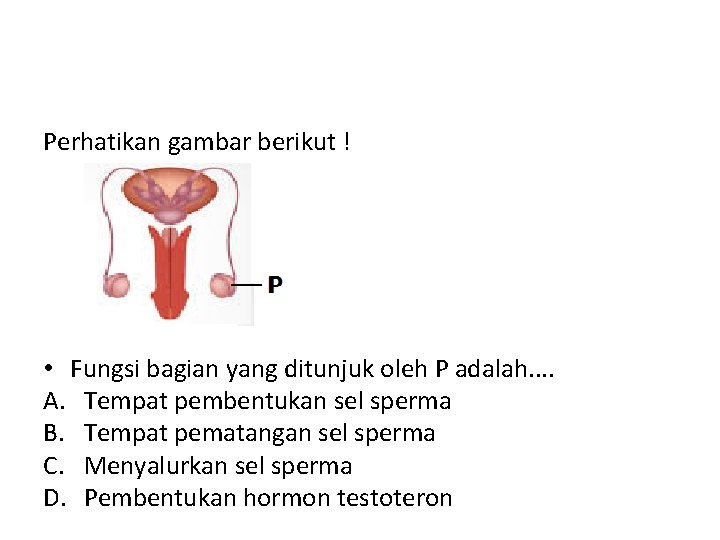 Perhatikan gambar berikut ! • Fungsi bagian yang ditunjuk oleh P adalah. . A.