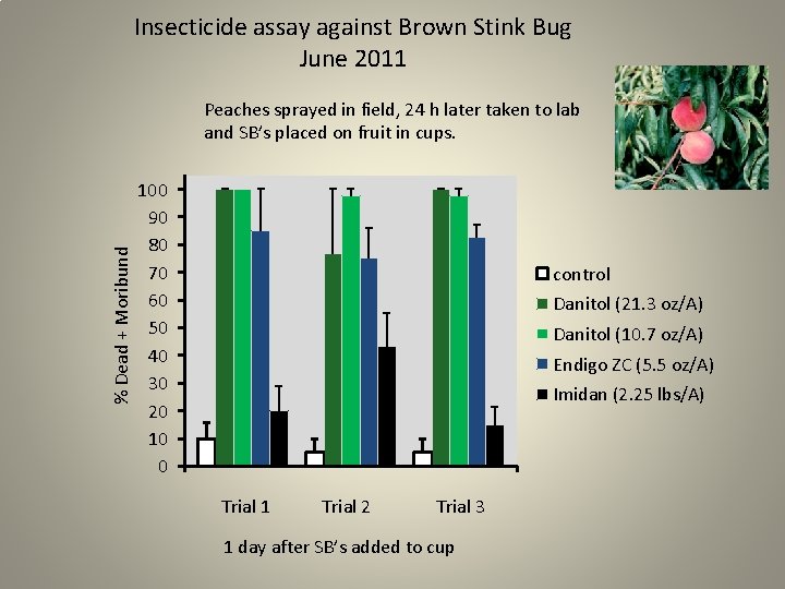 Insecticide assay against Brown Stink Bug June 2011 % Dead + Moribund Peaches sprayed