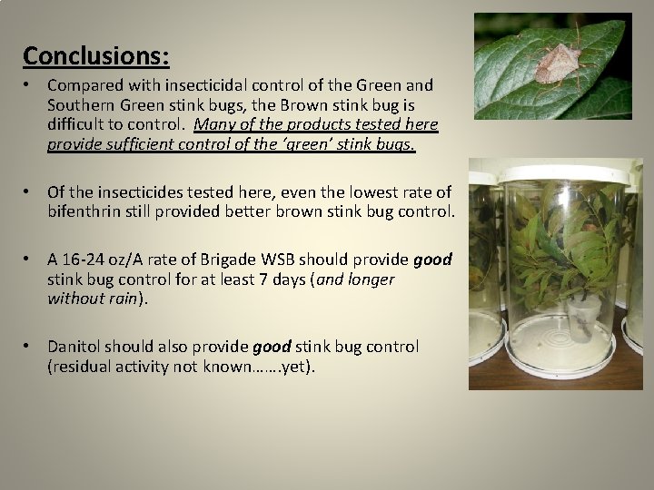 Conclusions: • Compared with insecticidal control of the Green and Southern Green stink bugs,