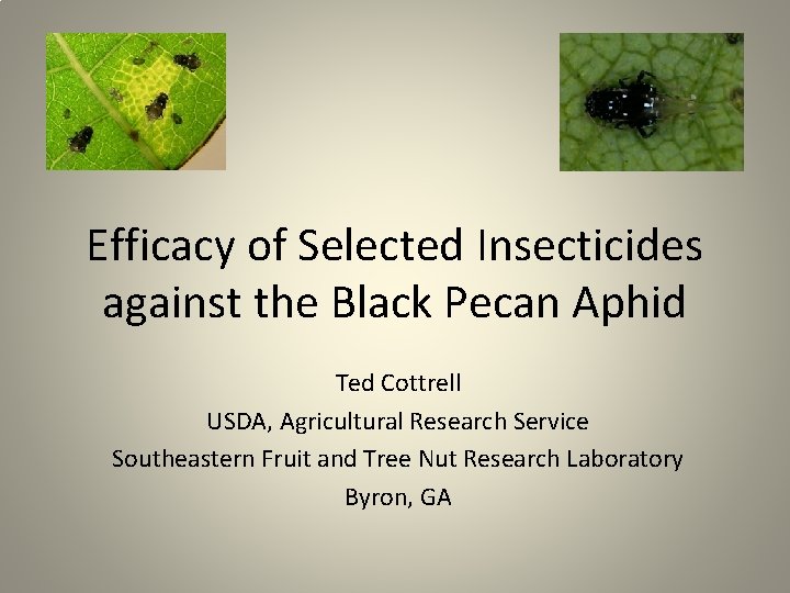 Efficacy of Selected Insecticides against the Black Pecan Aphid Ted Cottrell USDA, Agricultural Research