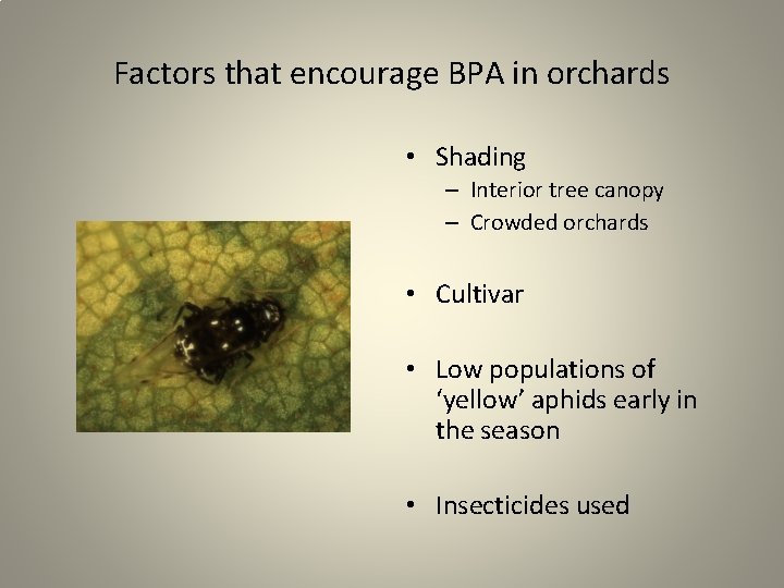 Factors that encourage BPA in orchards • Shading – Interior tree canopy – Crowded