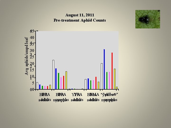 Avg aphids/cmpd leaf August 11, 2011 Pre-treatment Aphid Counts 545 40 435 30 3