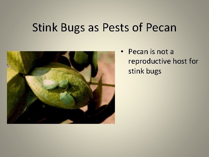 Stink Bugs as Pests of Pecan • Pecan is not a reproductive host for