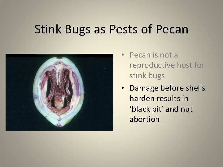 Stink Bugs as Pests of Pecan • Pecan is not a reproductive host for