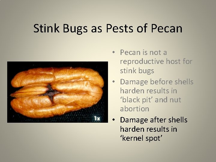 Stink Bugs as Pests of Pecan • Pecan is not a reproductive host for