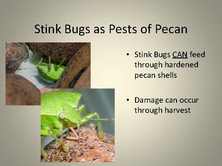 Stink Bugs as Pests of Pecan • Stink Bugs CAN feed through hardened pecan