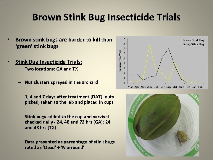 Brown Stink Bug Insecticide Trials • Brown stink bugs are harder to kill than