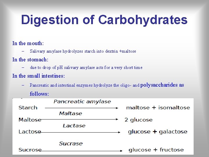 Digestion of Carbohydrates In the mouth: – Salivary amylase hydrolyzes starch into dextrin +maltose