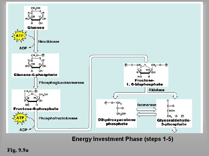 Energy Investment Phase (steps 1 -5) Fig. 9. 9 a 