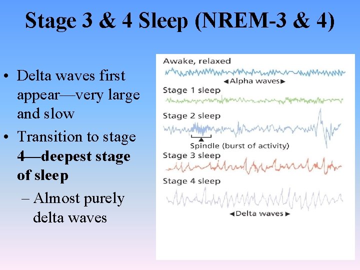 Stage 3 & 4 Sleep (NREM-3 & 4) • Delta waves first appear—very large