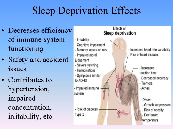 Sleep Deprivation Effects • Decreases efficiency of immune system functioning • Safety and accident