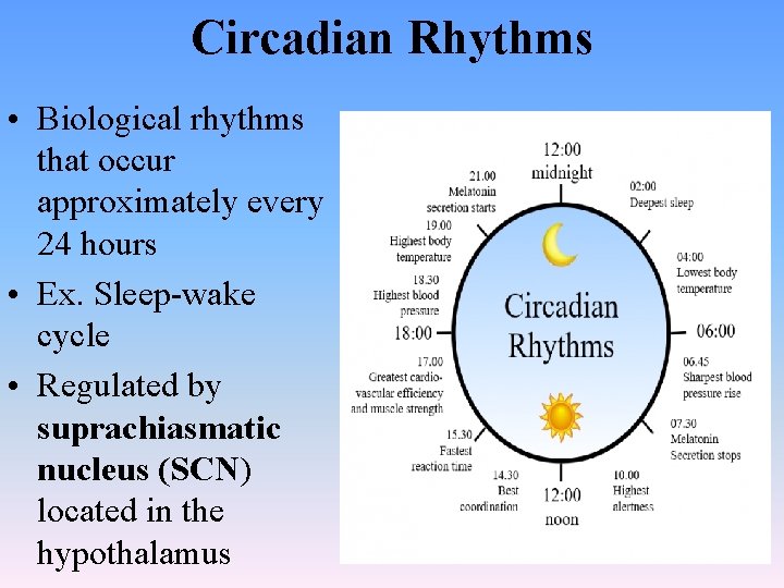 Circadian Rhythms • Biological rhythms that occur approximately every 24 hours • Ex. Sleep-wake