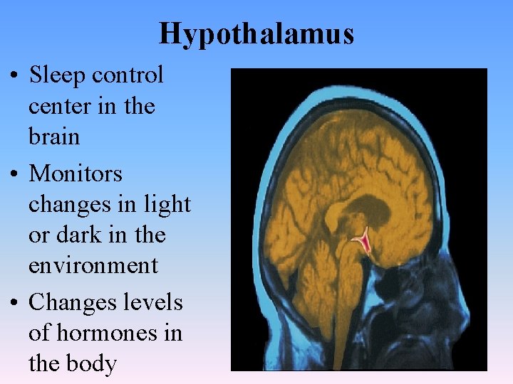 Hypothalamus • Sleep control center in the brain • Monitors changes in light or