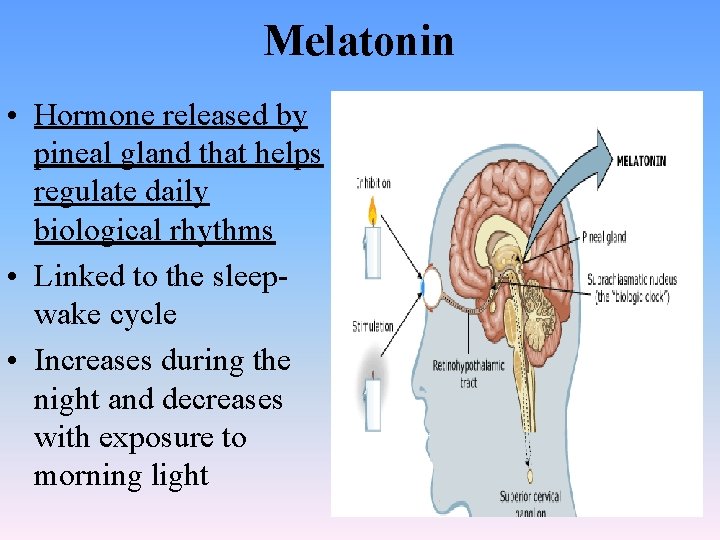 Melatonin • Hormone released by pineal gland that helps regulate daily biological rhythms •