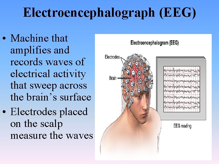 Electroencephalograph (EEG) • Machine that amplifies and records waves of electrical activity that sweep
