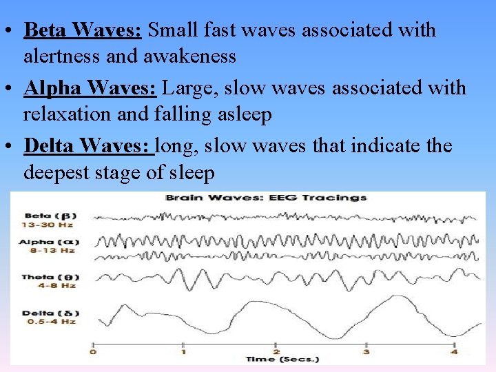  • Beta Waves: Small fast waves associated with alertness and awakeness • Alpha