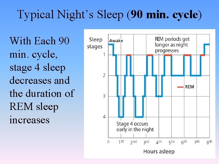 Typical Night’s Sleep (90 min. cycle) With Each 90 min. cycle, stage 4 sleep