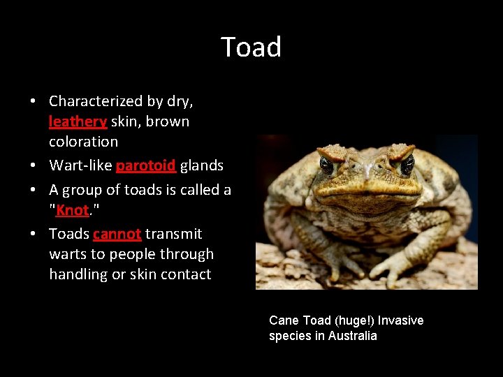 Amphibians Amphibian Any of a class Amphibia of