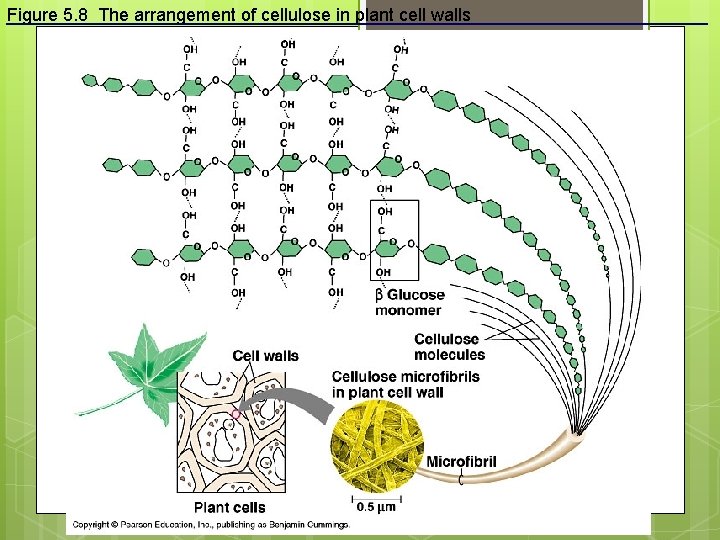 Figure 5. 8 The arrangement of cellulose in plant cell walls 