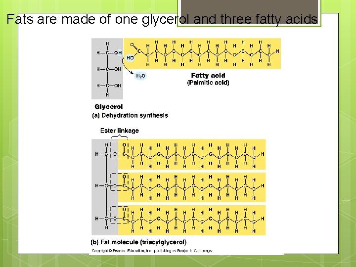 Fats are made of one glycerol and three fatty acids 