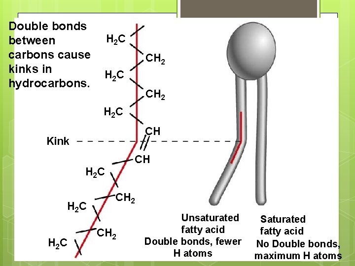 Double bonds between carbons cause kinks in hydrocarbons. H 2 C CH 2 H