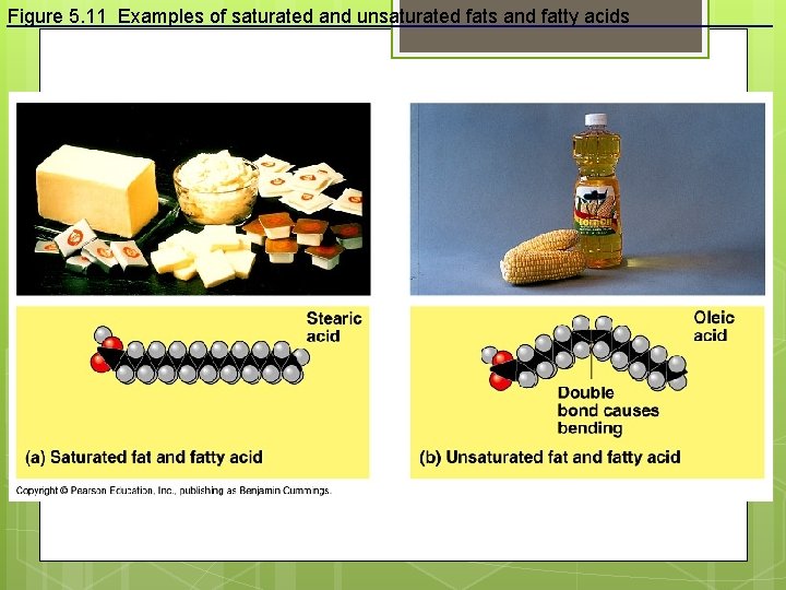 Figure 5. 11 Examples of saturated and unsaturated fats and fatty acids 