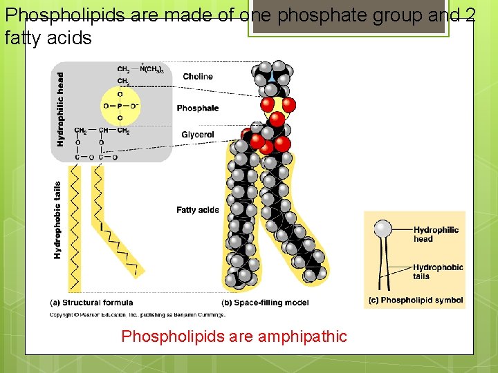 Phospholipids are made of one phosphate group and 2 fatty acids Phospholipids are amphipathic