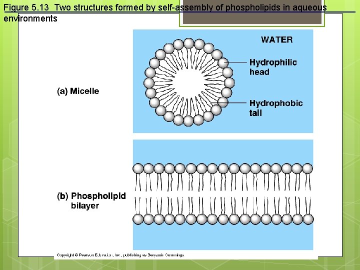 Figure 5. 13 Two structures formed by self-assembly of phospholipids in aqueous environments 