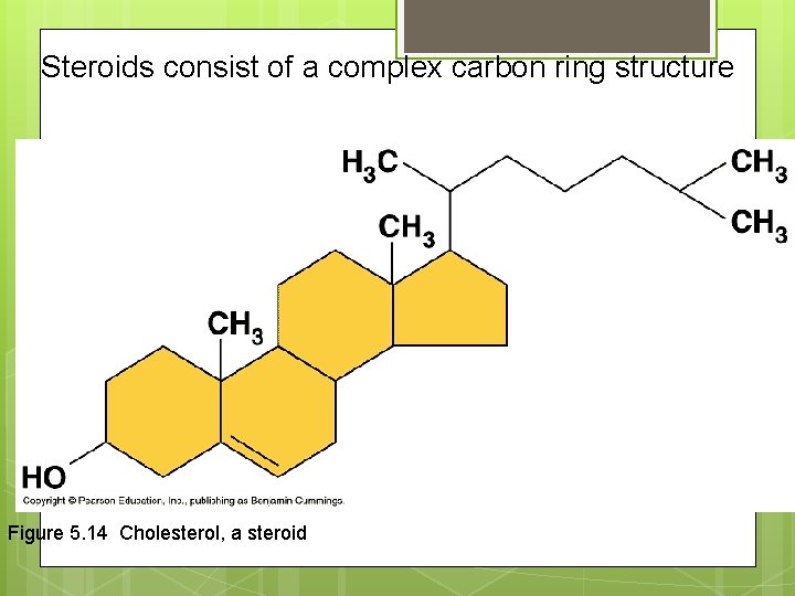 Steroids consist of a complex carbon ring structure Figure 5. 14 Cholesterol, a steroid
